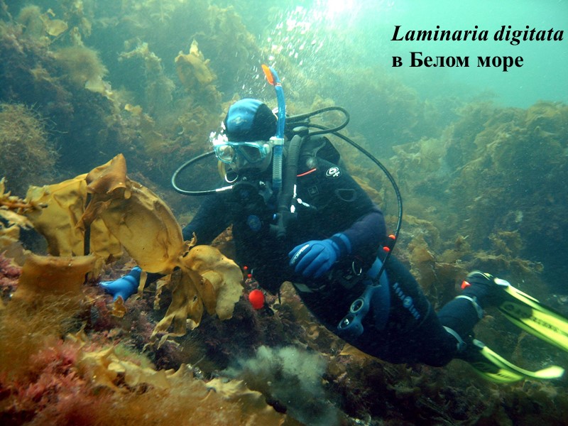 Laminaria digitata в Белом море
